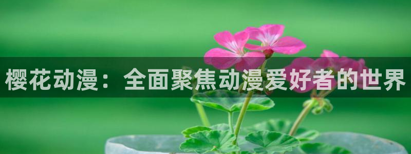 风车动漫专注动漫的门户网站：樱花动漫：全面聚焦动漫爱好者的世界
